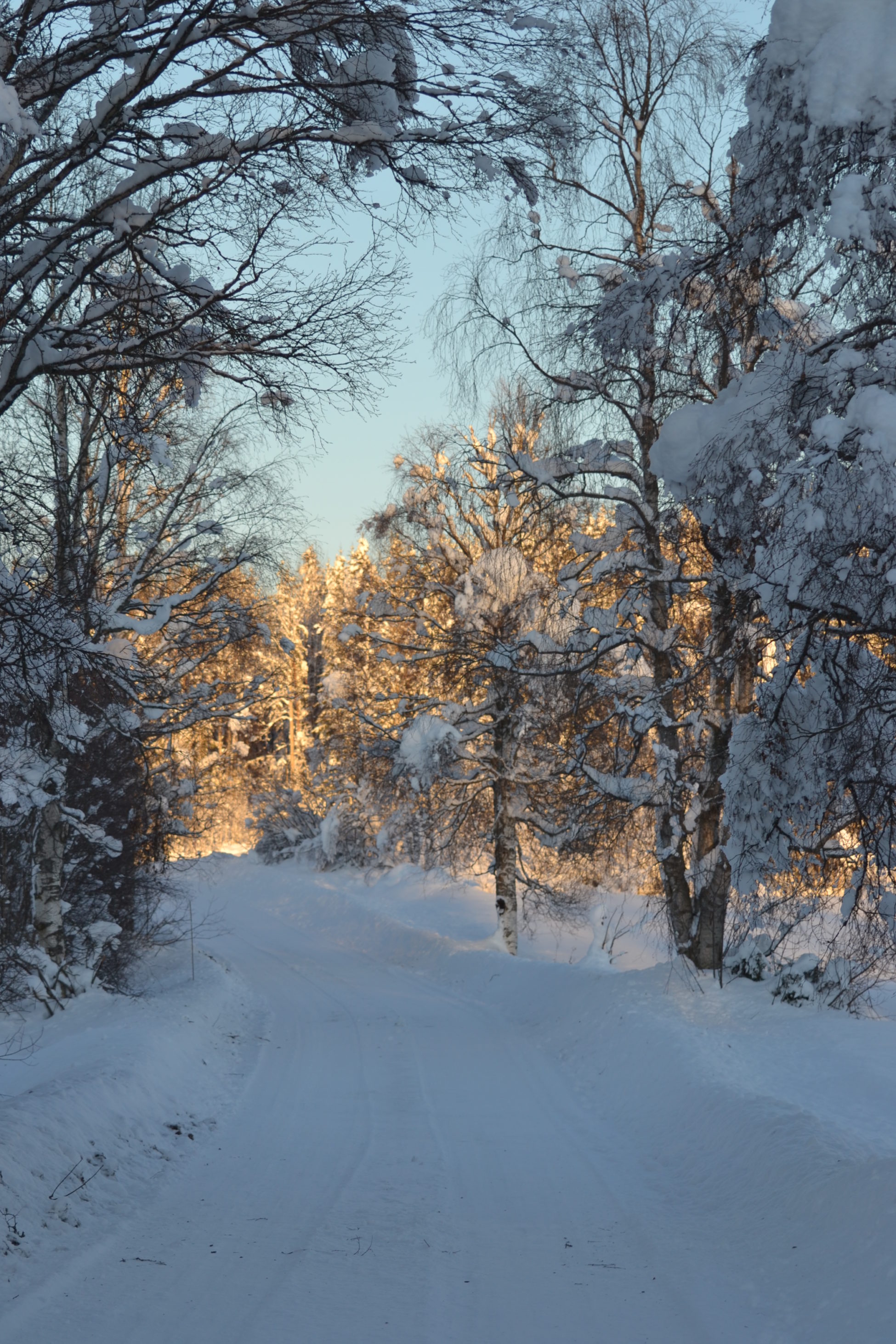 snowy road in the countryside